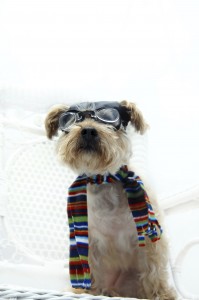 a dog with a sweater knit of colorful yarn