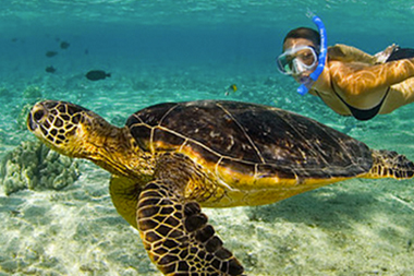 Sea turtle with diver