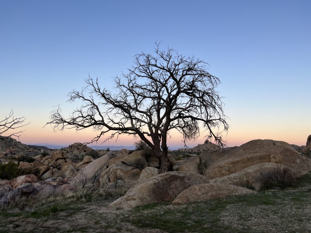 The Şişecam Project in Touch with Nature Surrounded by Juniper Trees:  Folkart Ardıç Residence