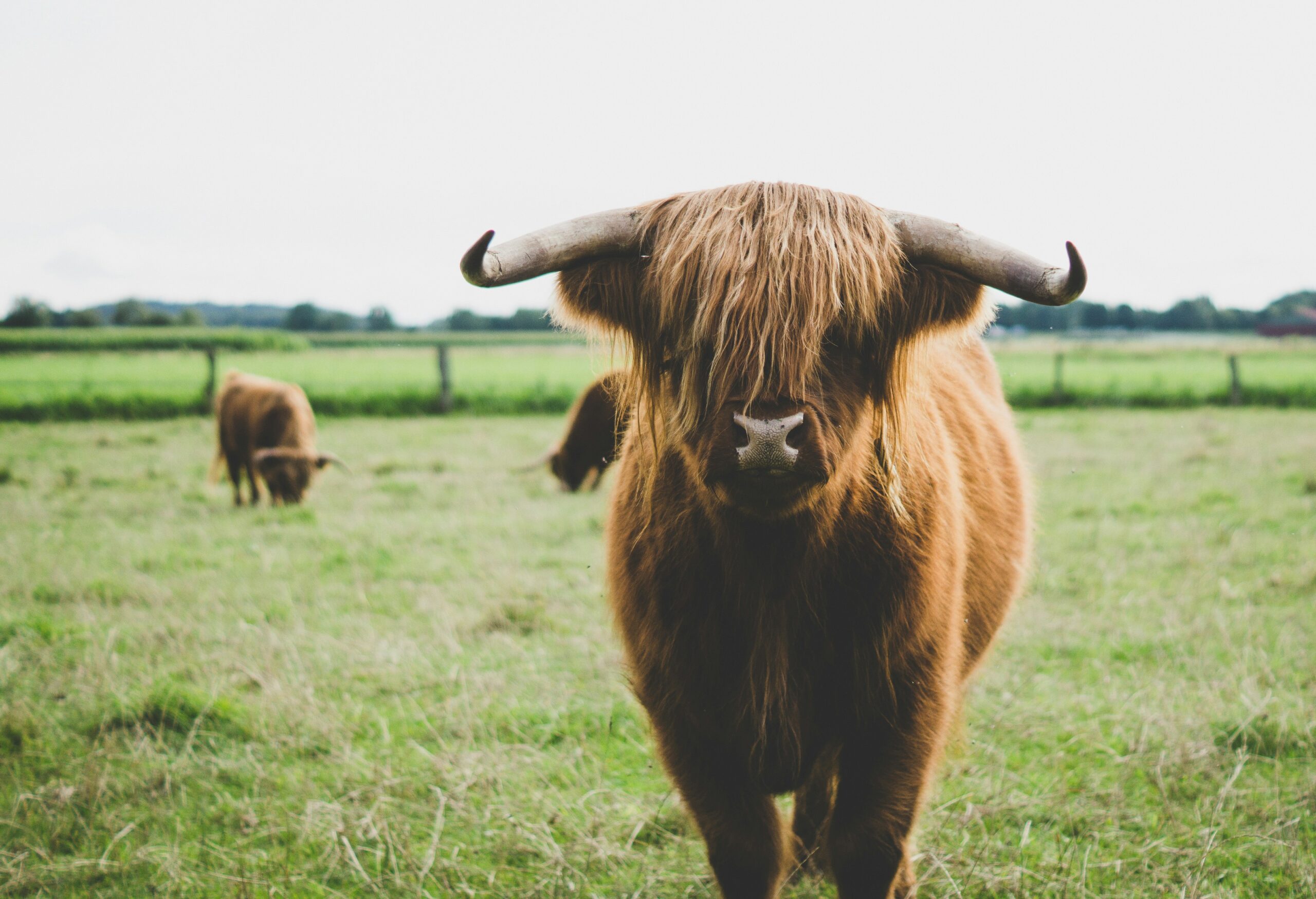 Brown cow in a field