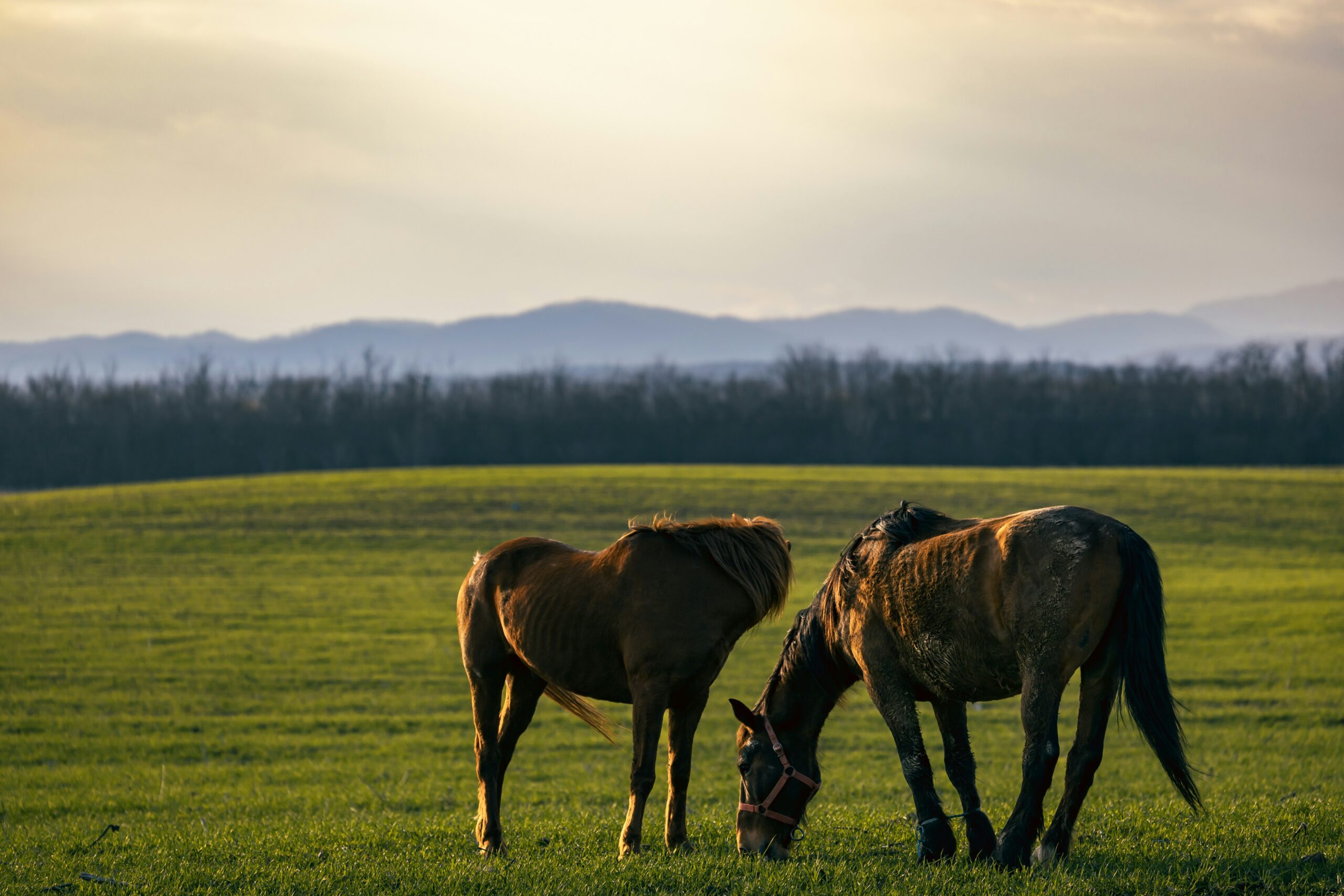 Horses on a ranch in a large green pasture