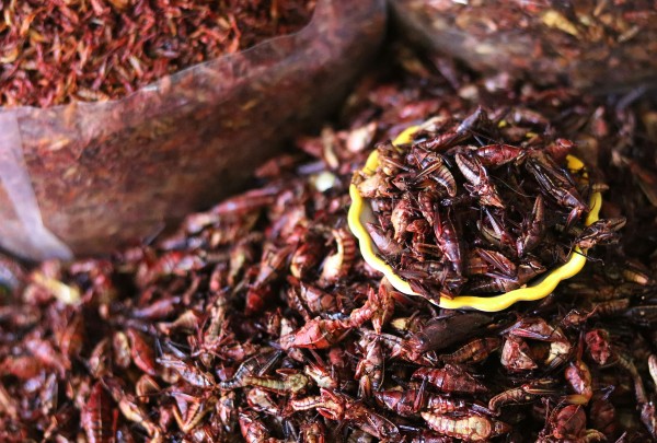Chapulines in Oaxaca